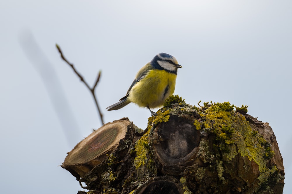 a small bird perched on top of a tree stump