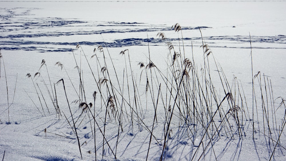 a bunch of plants that are in the snow