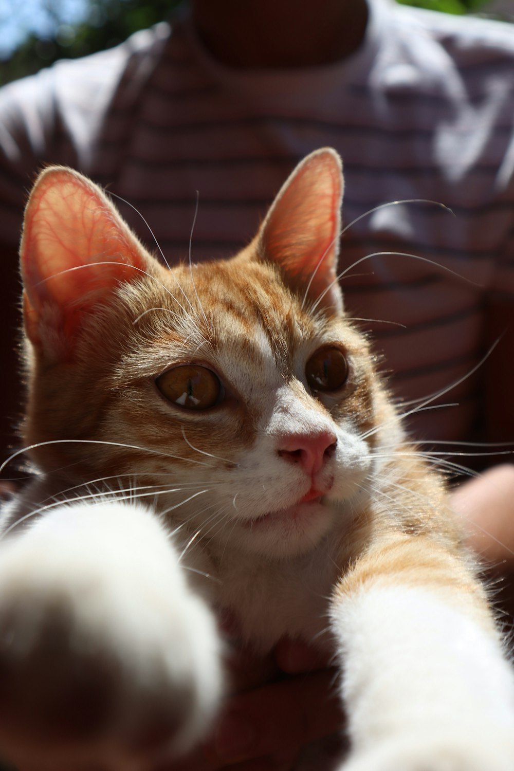 a close up of a cat with a person in the background