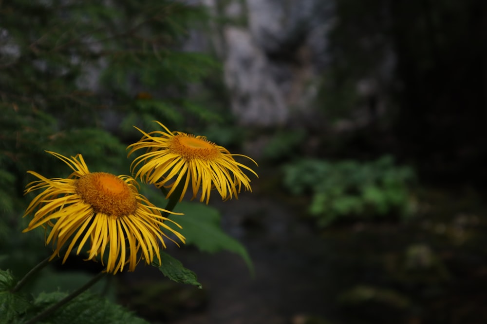 a couple of yellow flowers sitting on top of a lush green field