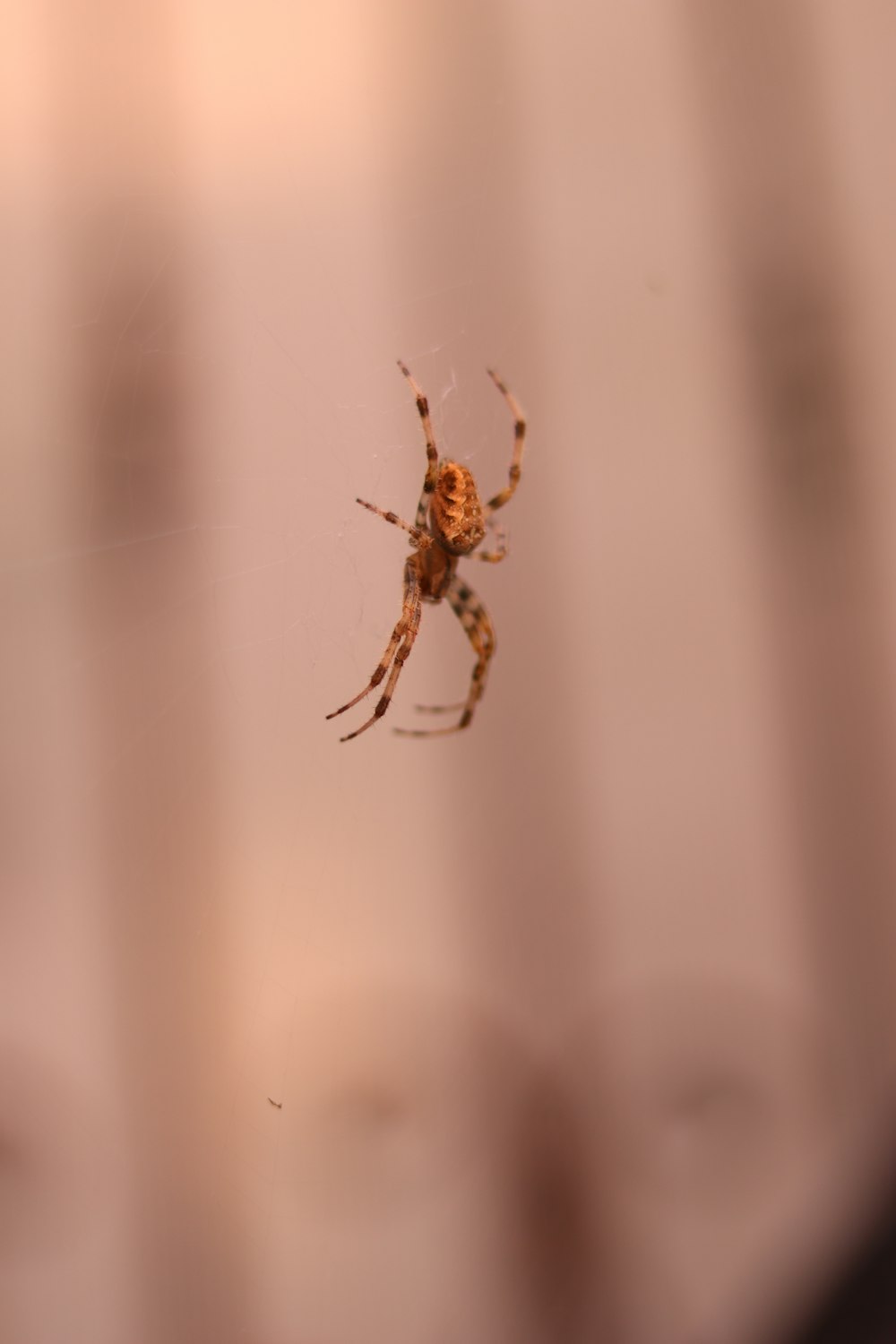 a close up of a spider on a web