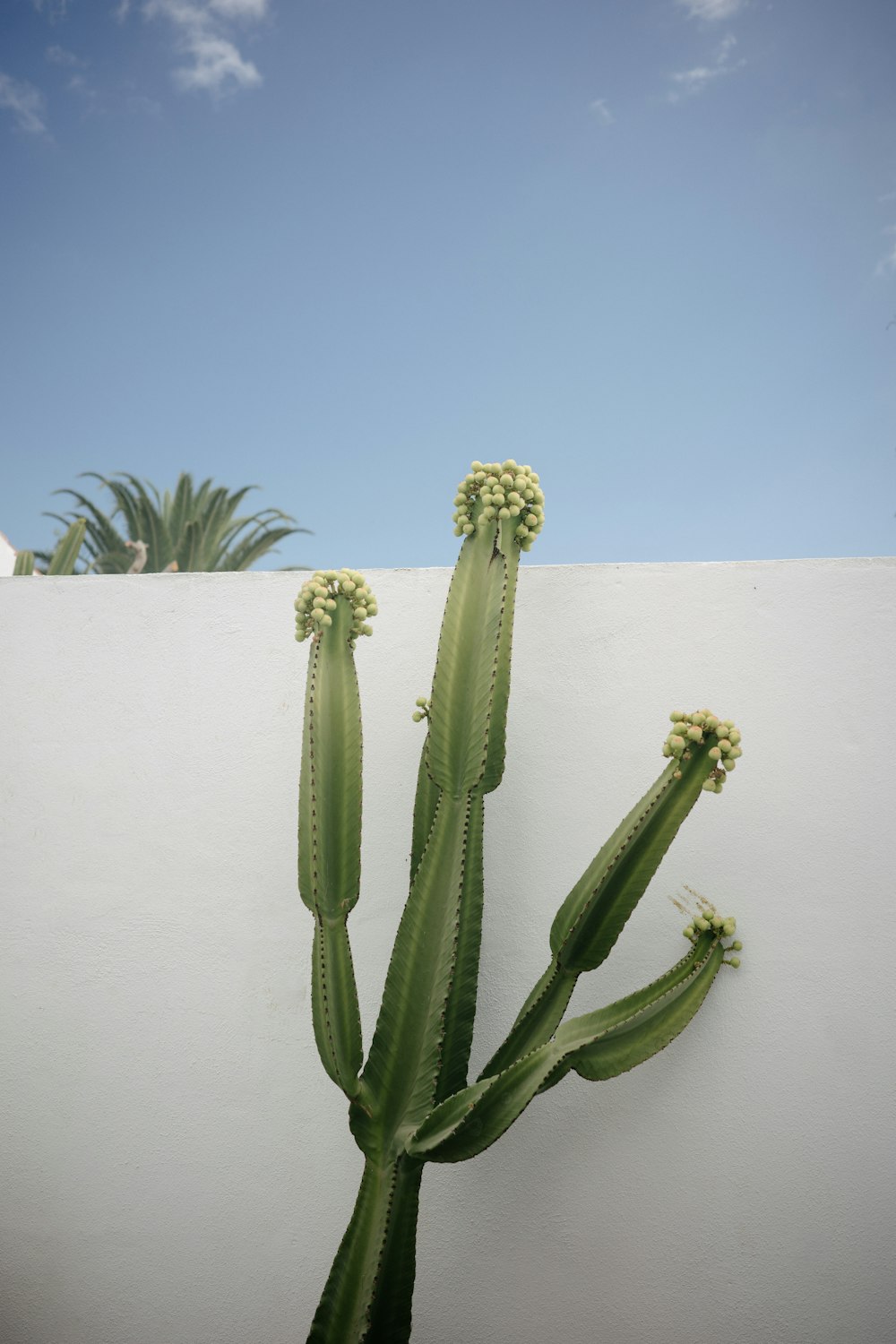 a cactus is growing on the side of a building