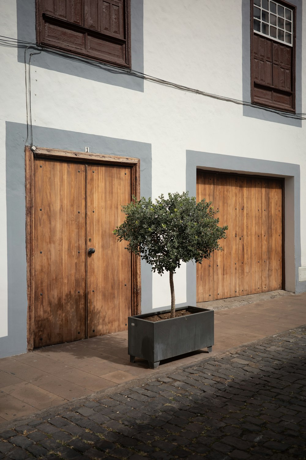 uma árvore em uma plantadora em frente a um prédio