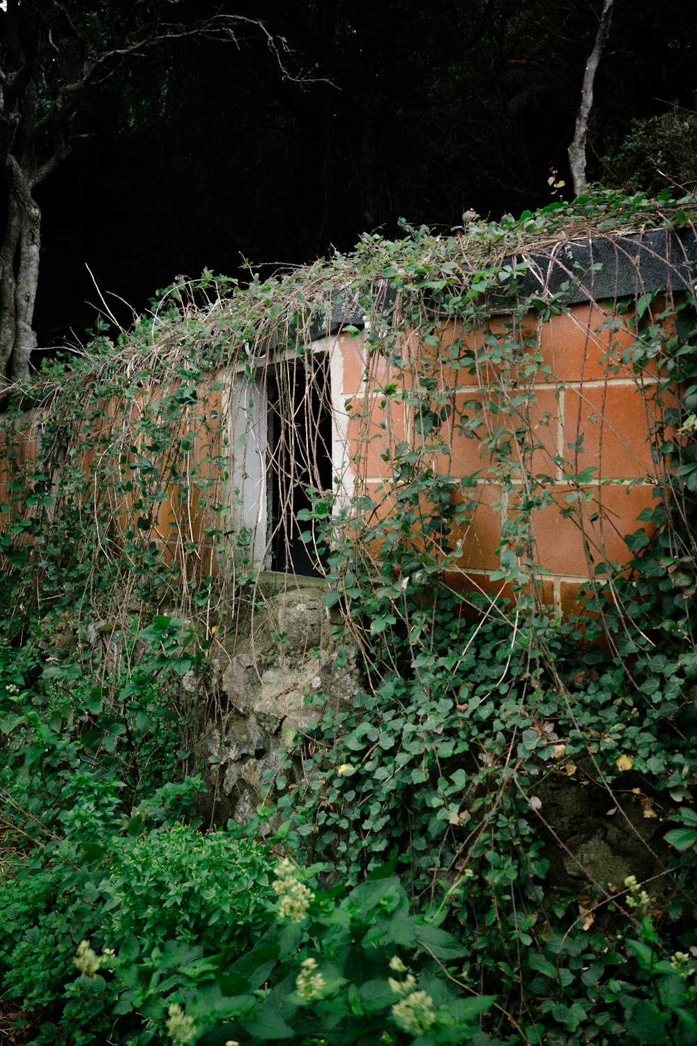 an abandoned building covered in vines and vines