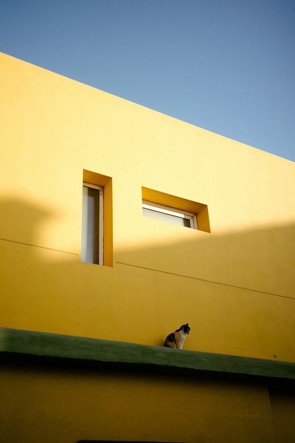 노란 건물 꼭대기에 앉아 있는 흑백 고양이