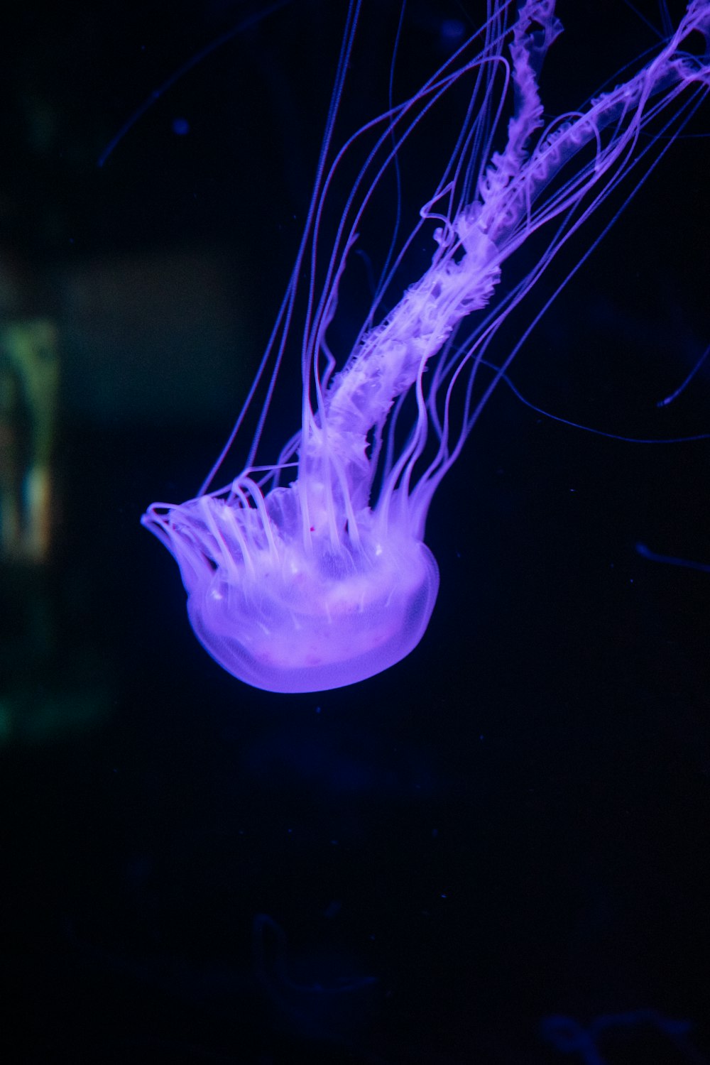 a purple jellyfish floating in the dark water