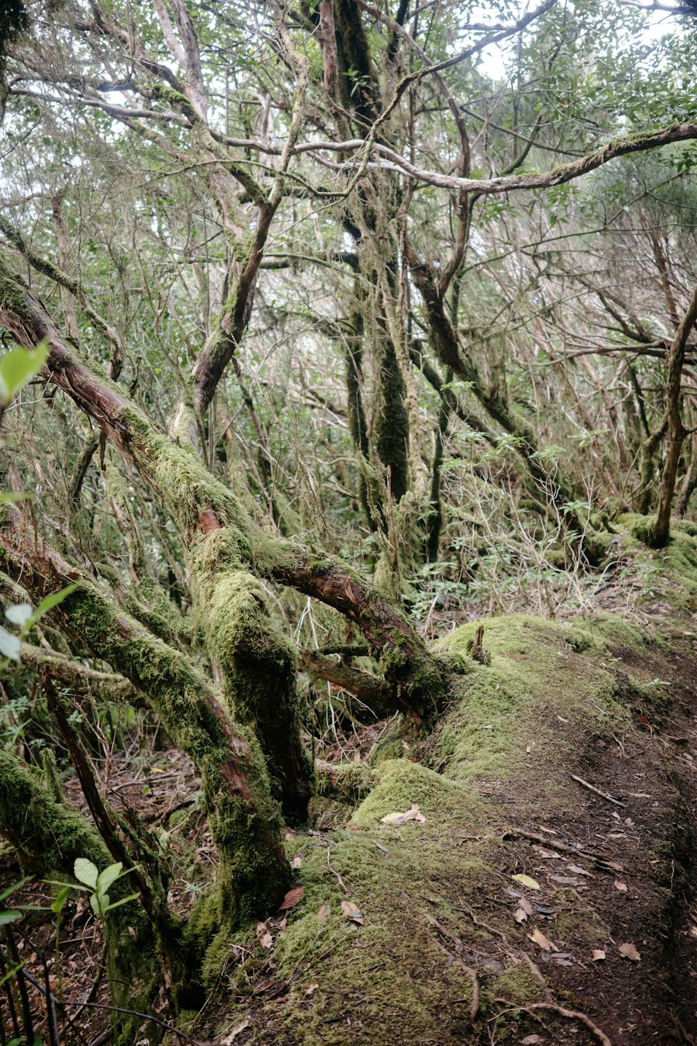 a path in the woods covered in moss