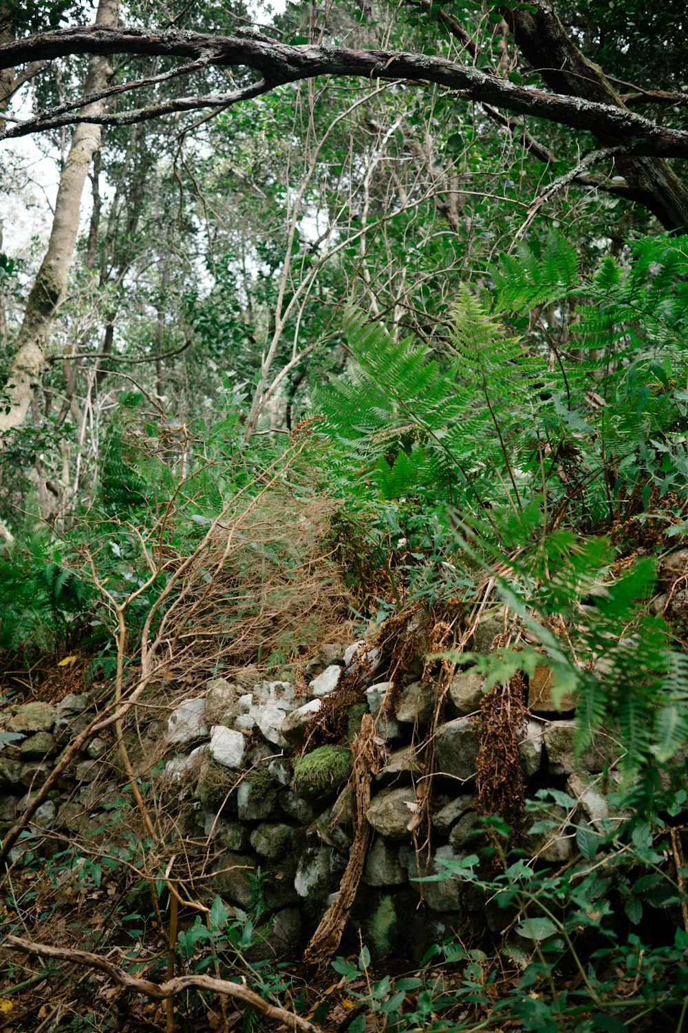 a stone wall in the middle of a forest
