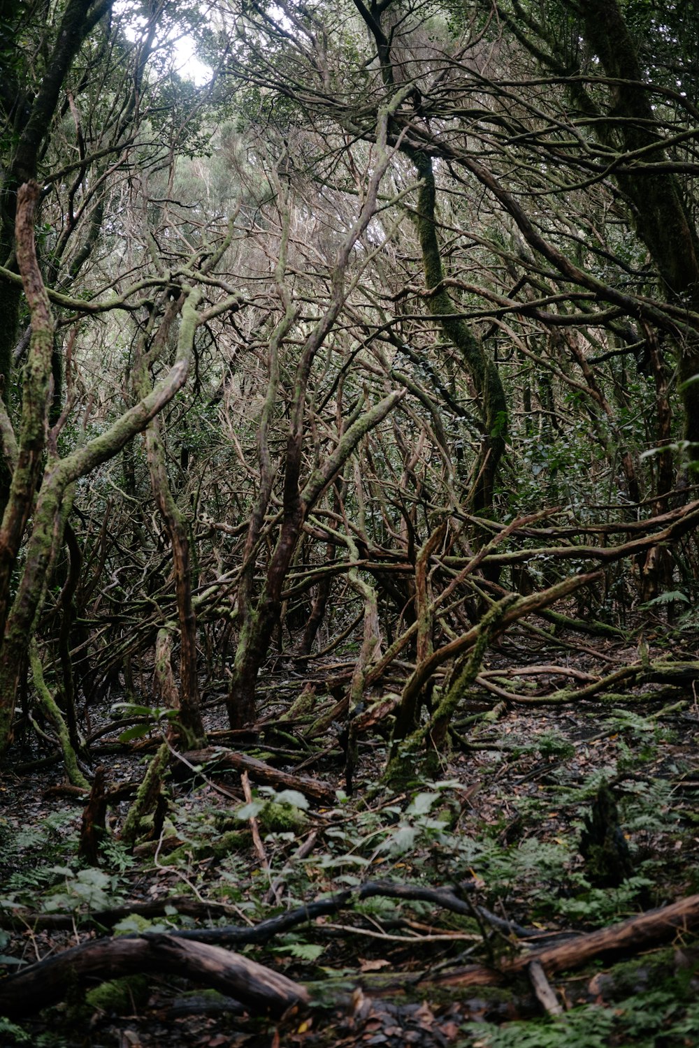 a bunch of trees that are in the woods