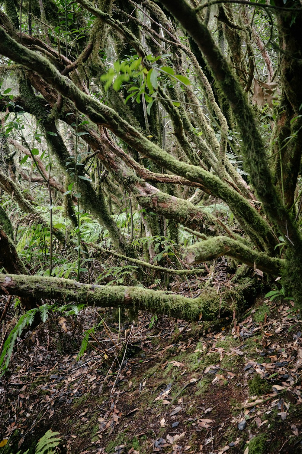 a path in the middle of a forest covered in moss