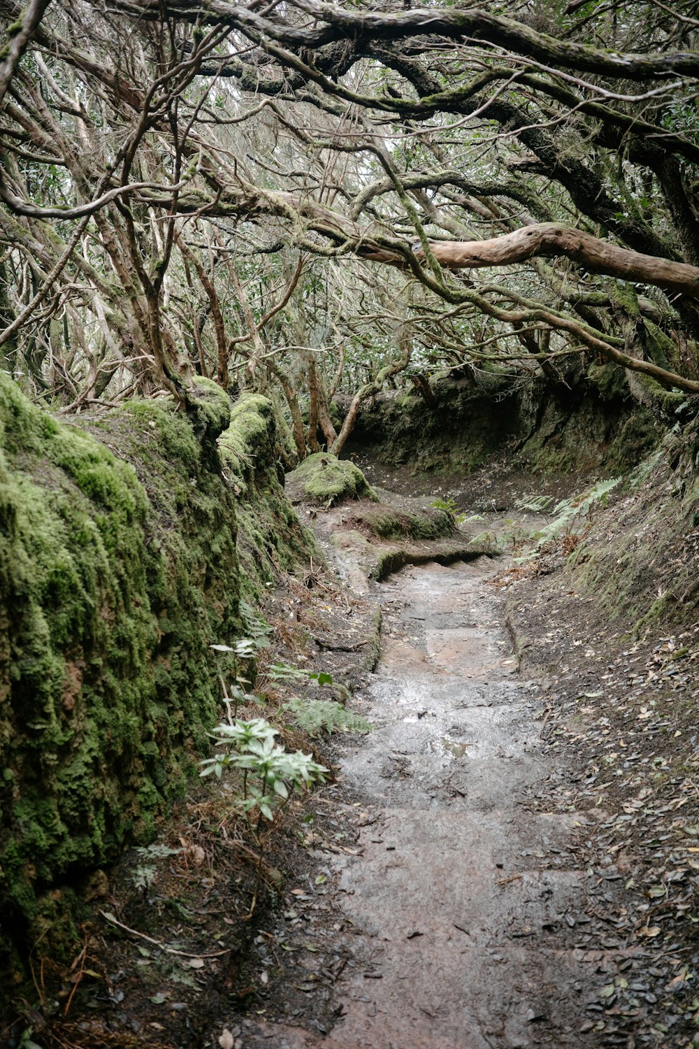 a path in the woods with moss growing on it