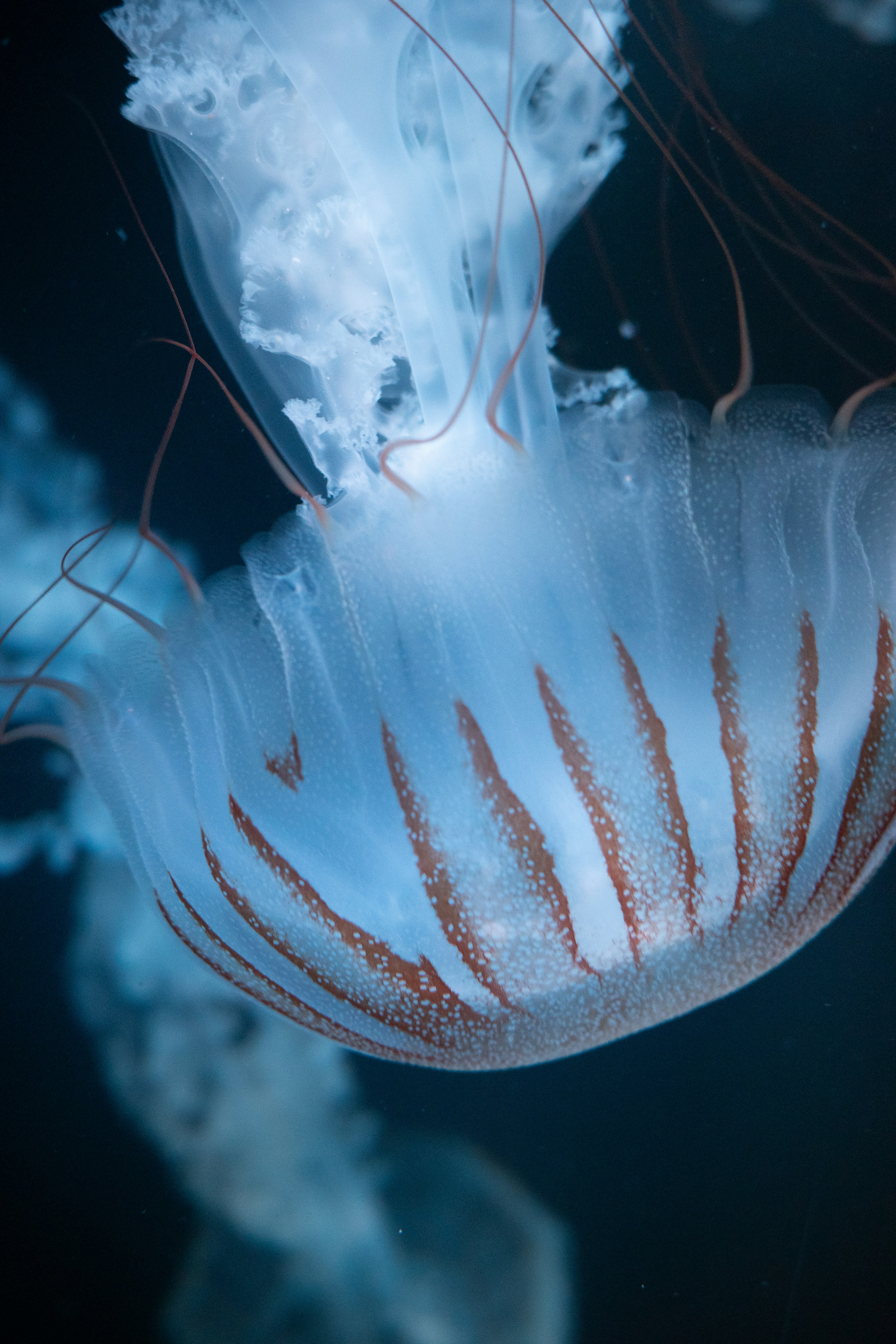 Photo by antonkhmelnitsky