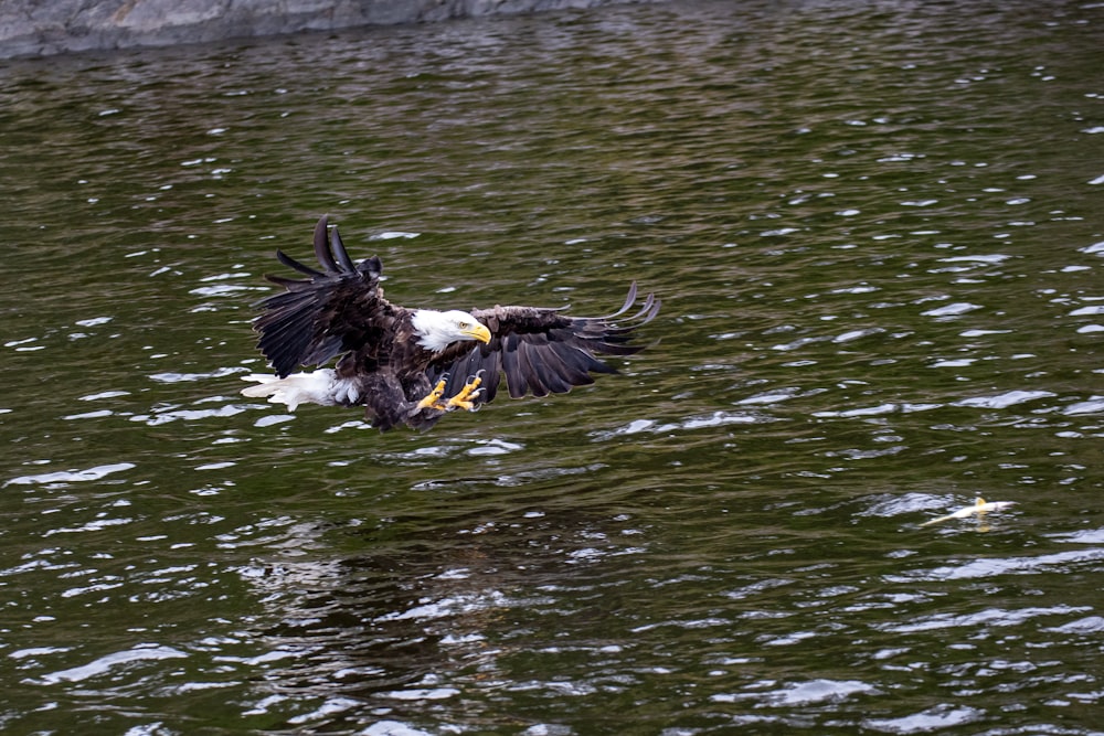 a bald eagle flying over a body of water