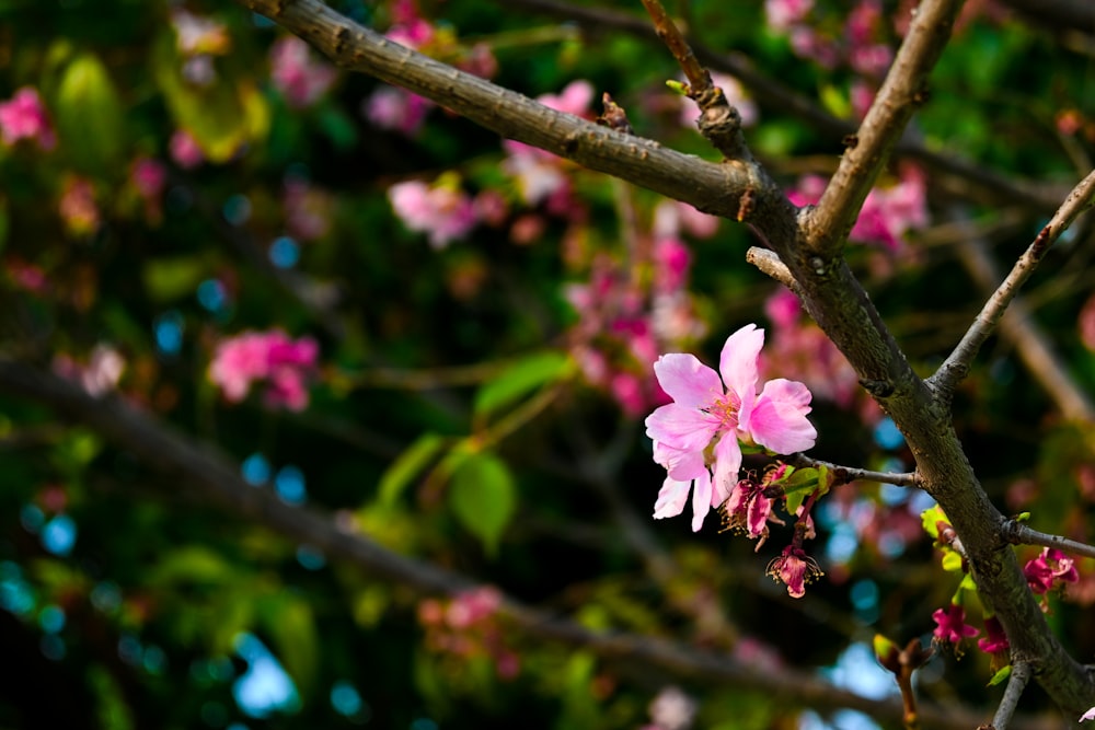 a pink flower is growing on a tree branch