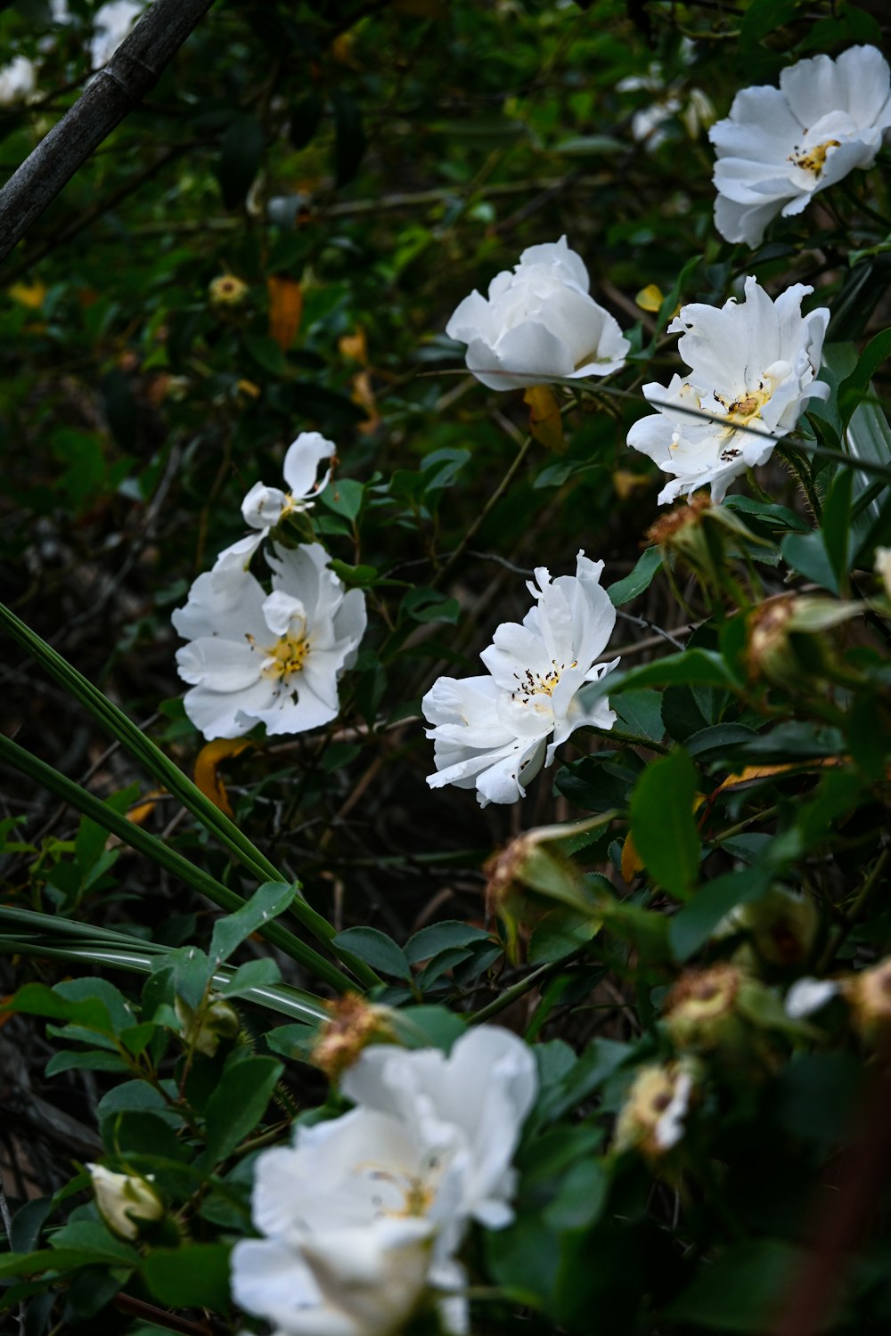 a bunch of white flowers that are in the grass