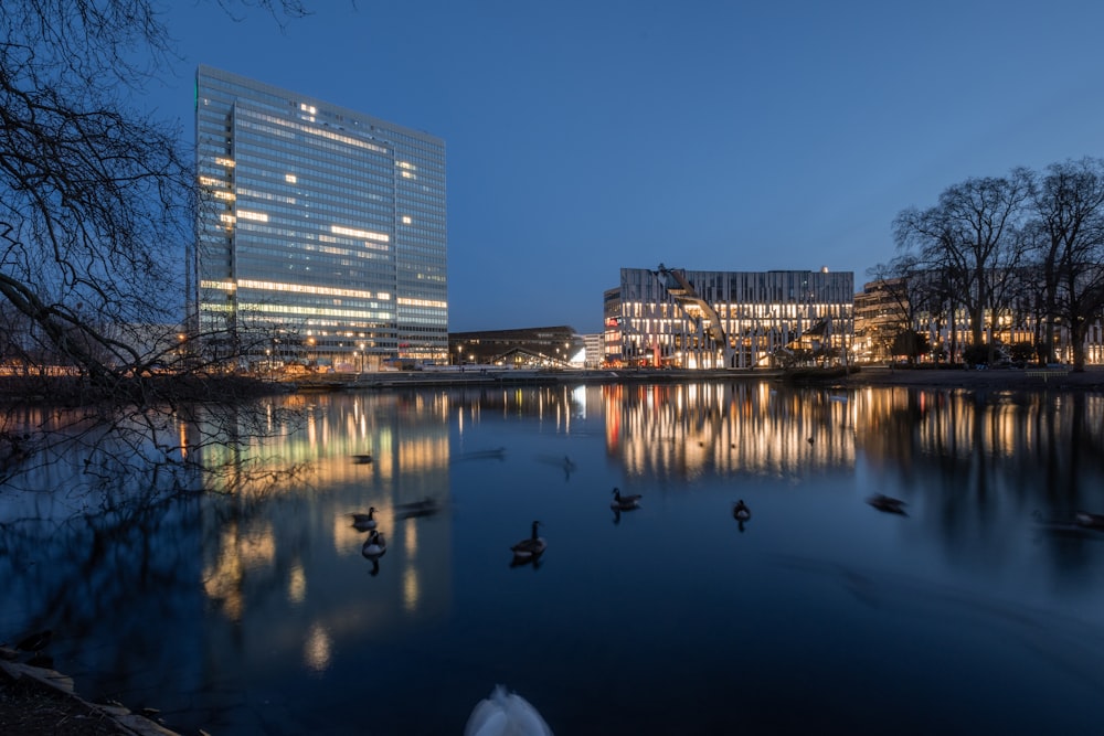 Un grupo de patos flotando en la cima de un lago junto a un edificio alto