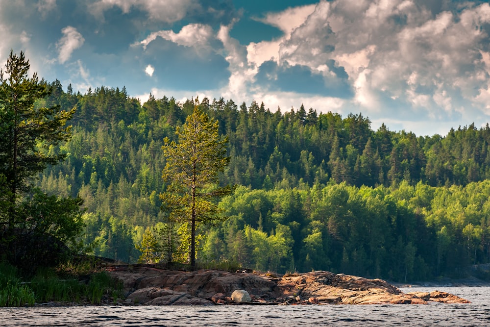 a large body of water surrounded by a forest