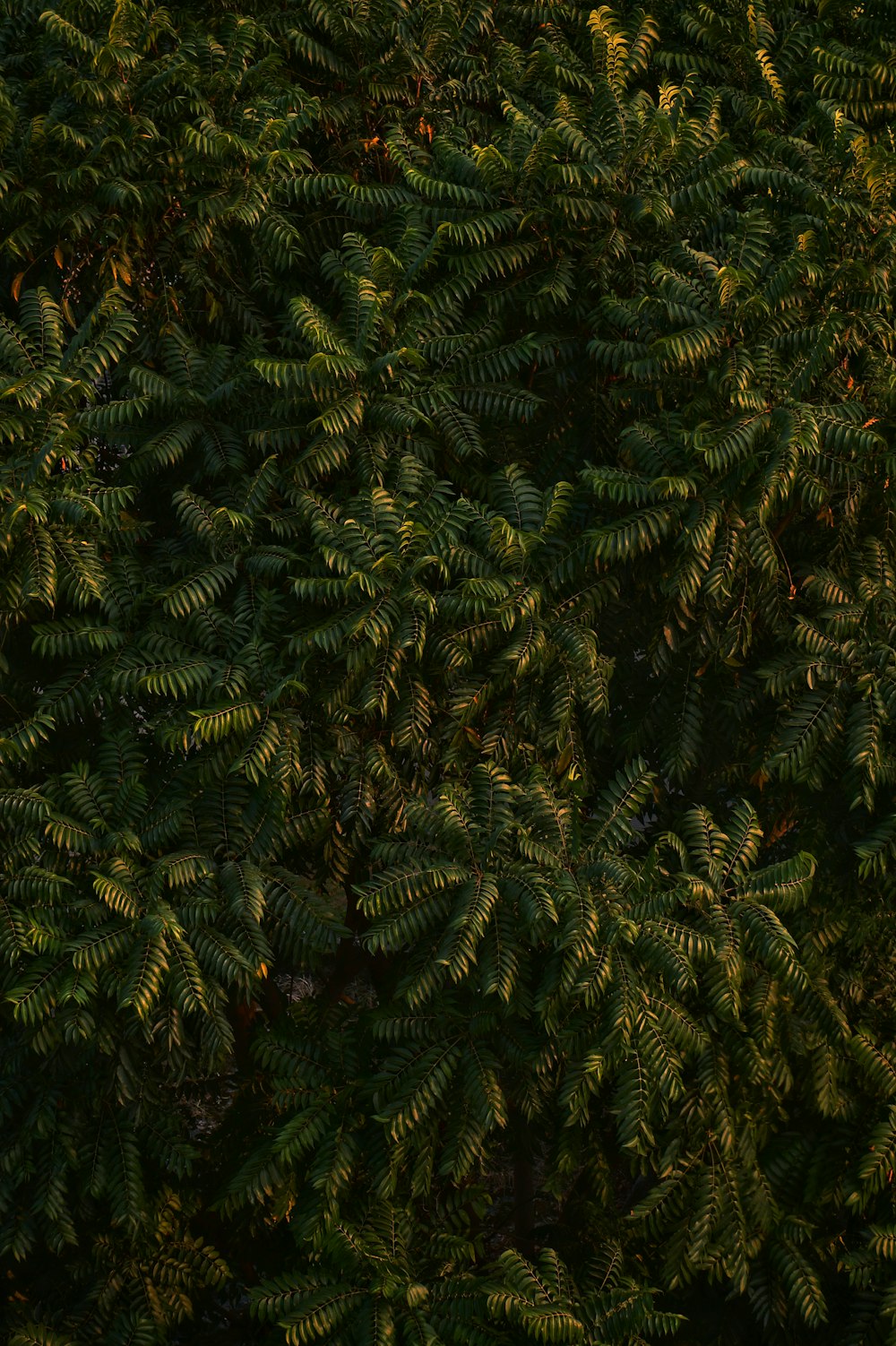 an airplane flying over a lush green forest