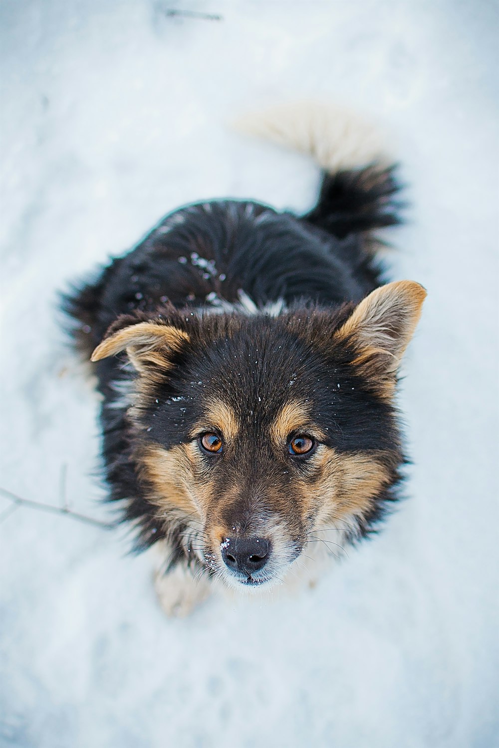 a black and brown dog standing in the snow