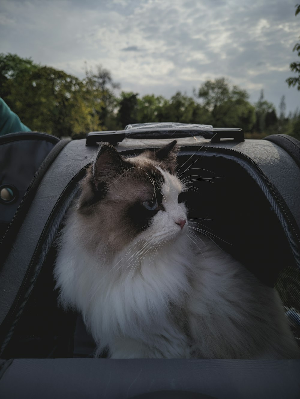 a cat sitting in the back of a car