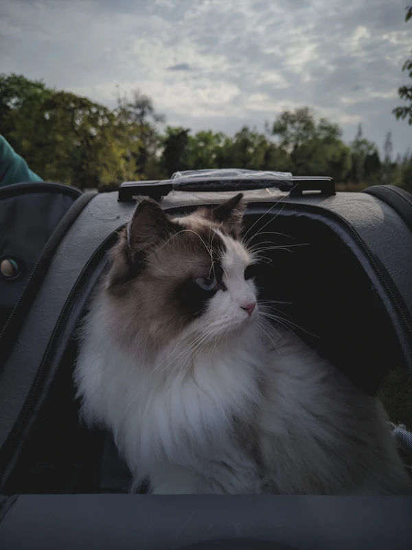 Pet Transport Ashford International to Charles de Gaulle Airport