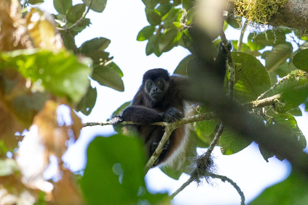una scimmia seduta su un ramo di un albero