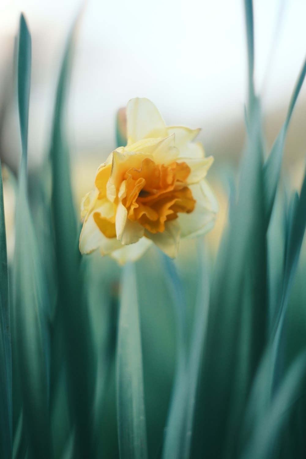 a yellow and white flower with green leaves