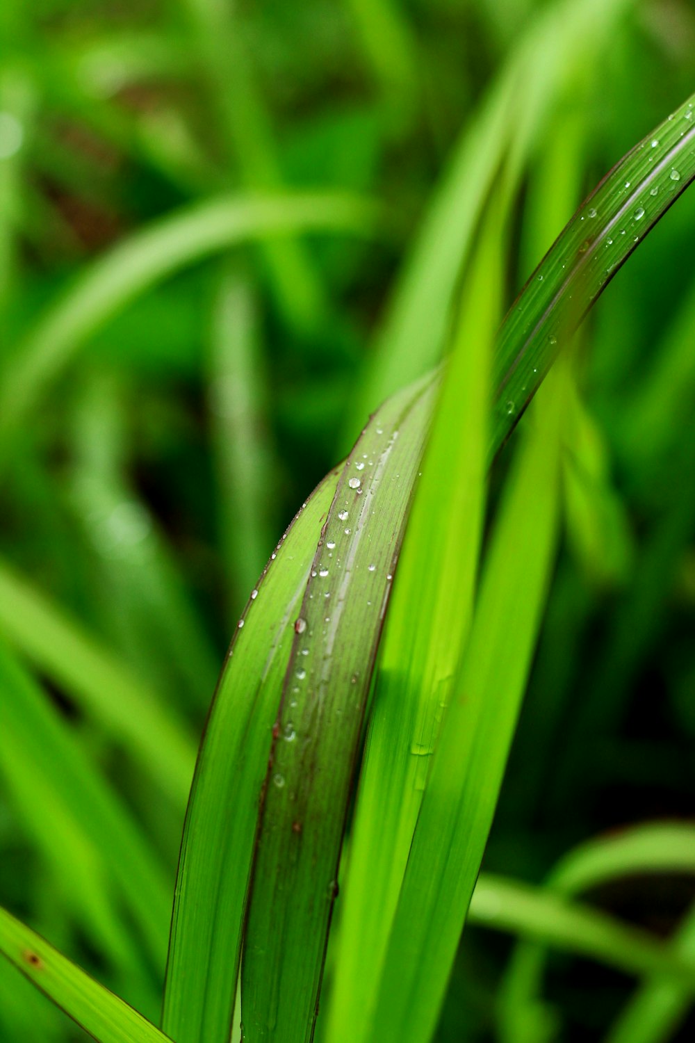 a close up of a green plant with drops of water on it