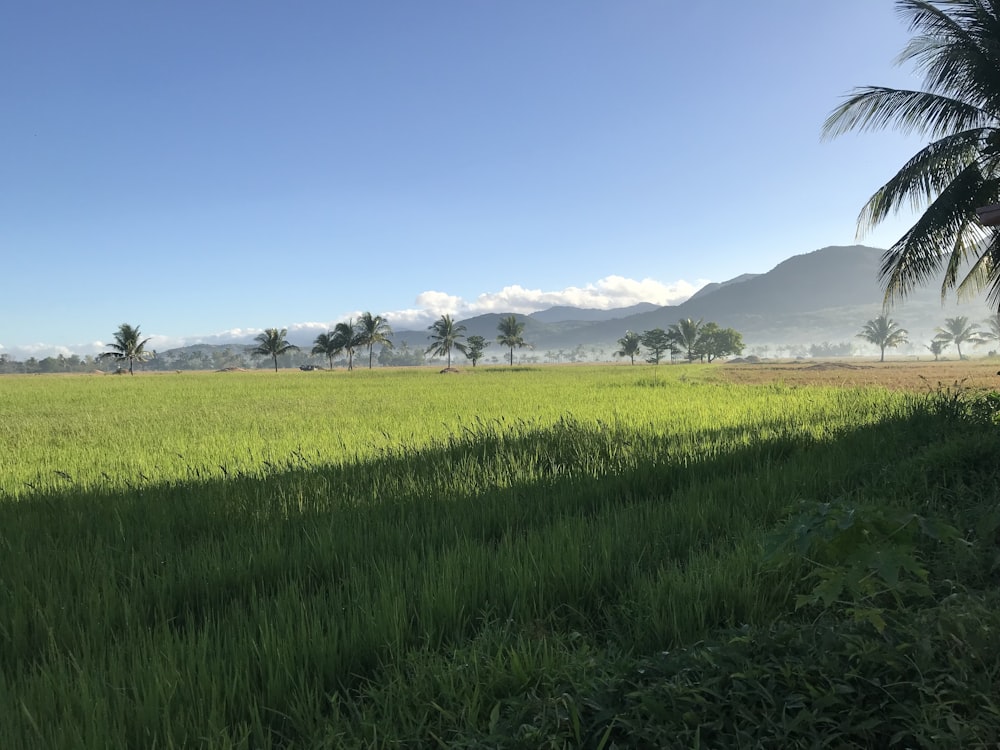 a lush green field with mountains in the background