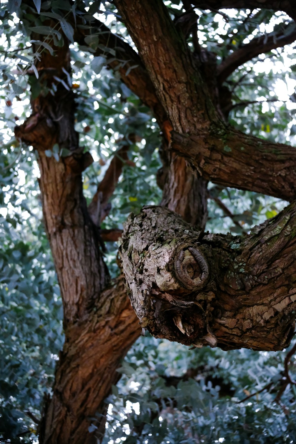 a close up of a tree with a very strange face on it