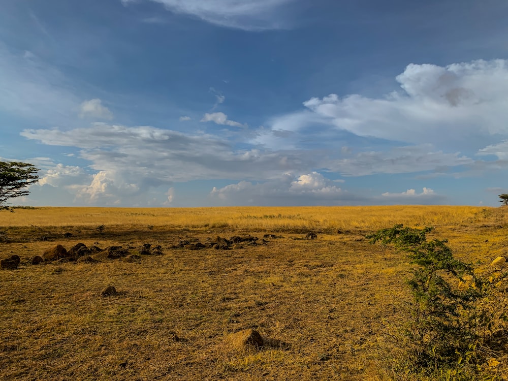 a large open field with a lone tree in the middle of it