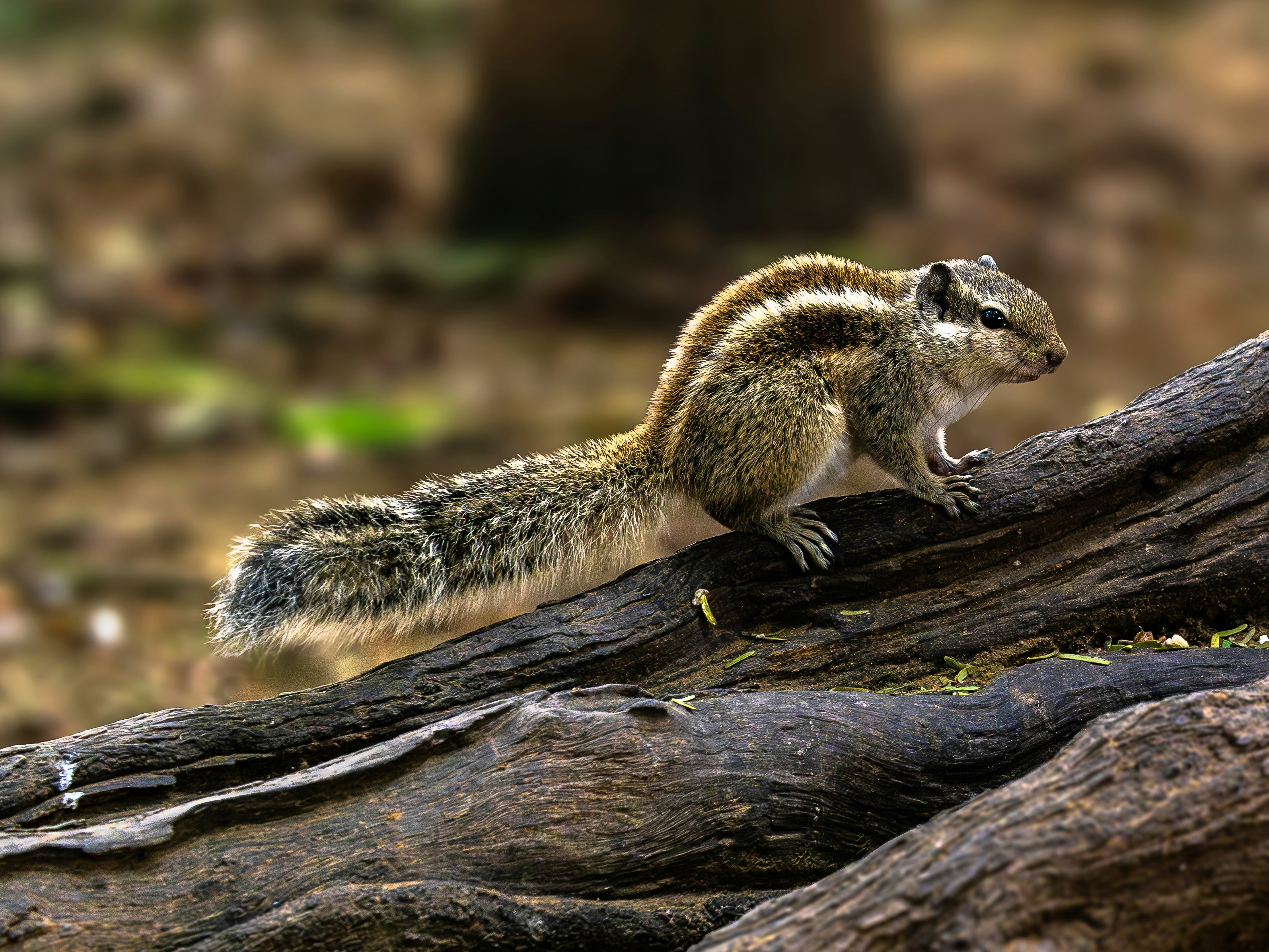 a small animal standing on top of a tree branch