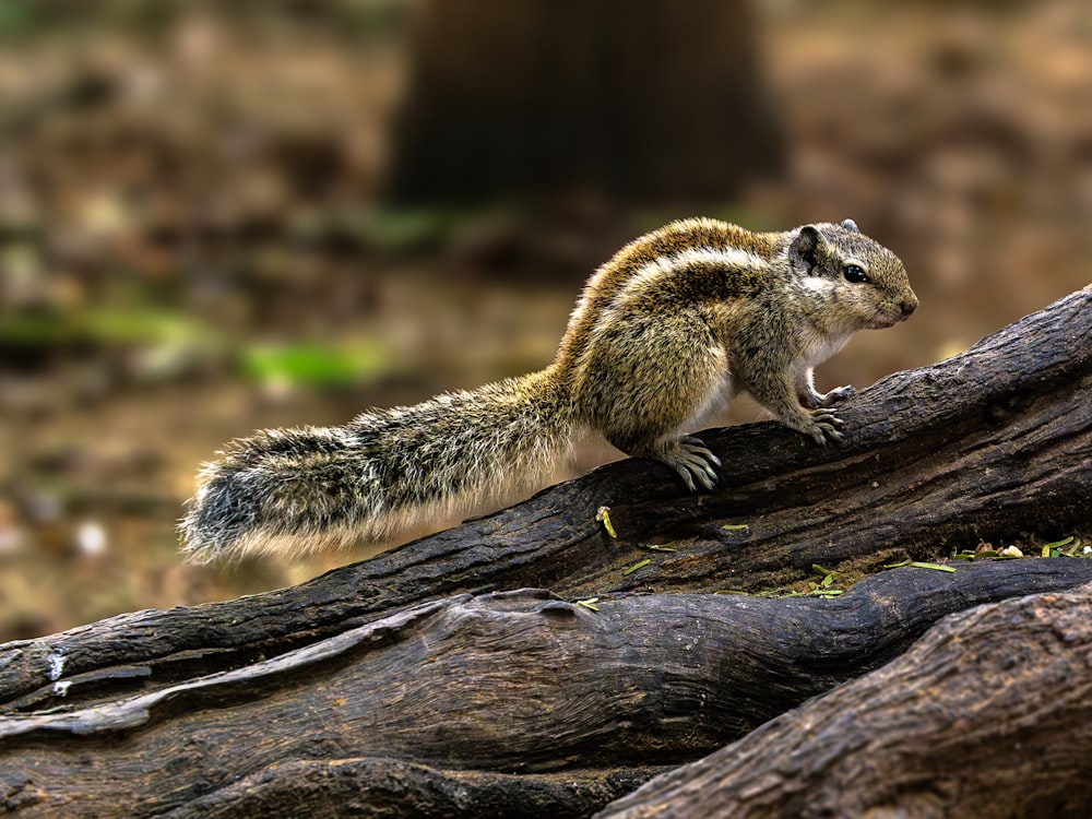 a small animal standing on top of a tree branch