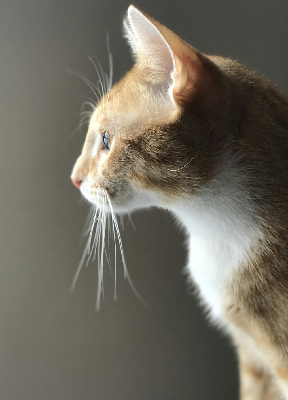 a close up of a cat looking off into the distance