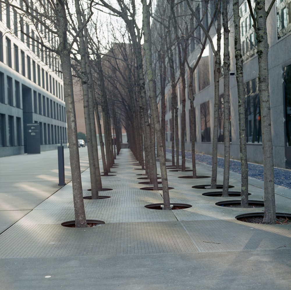 a row of trees on a sidewalk next to a building