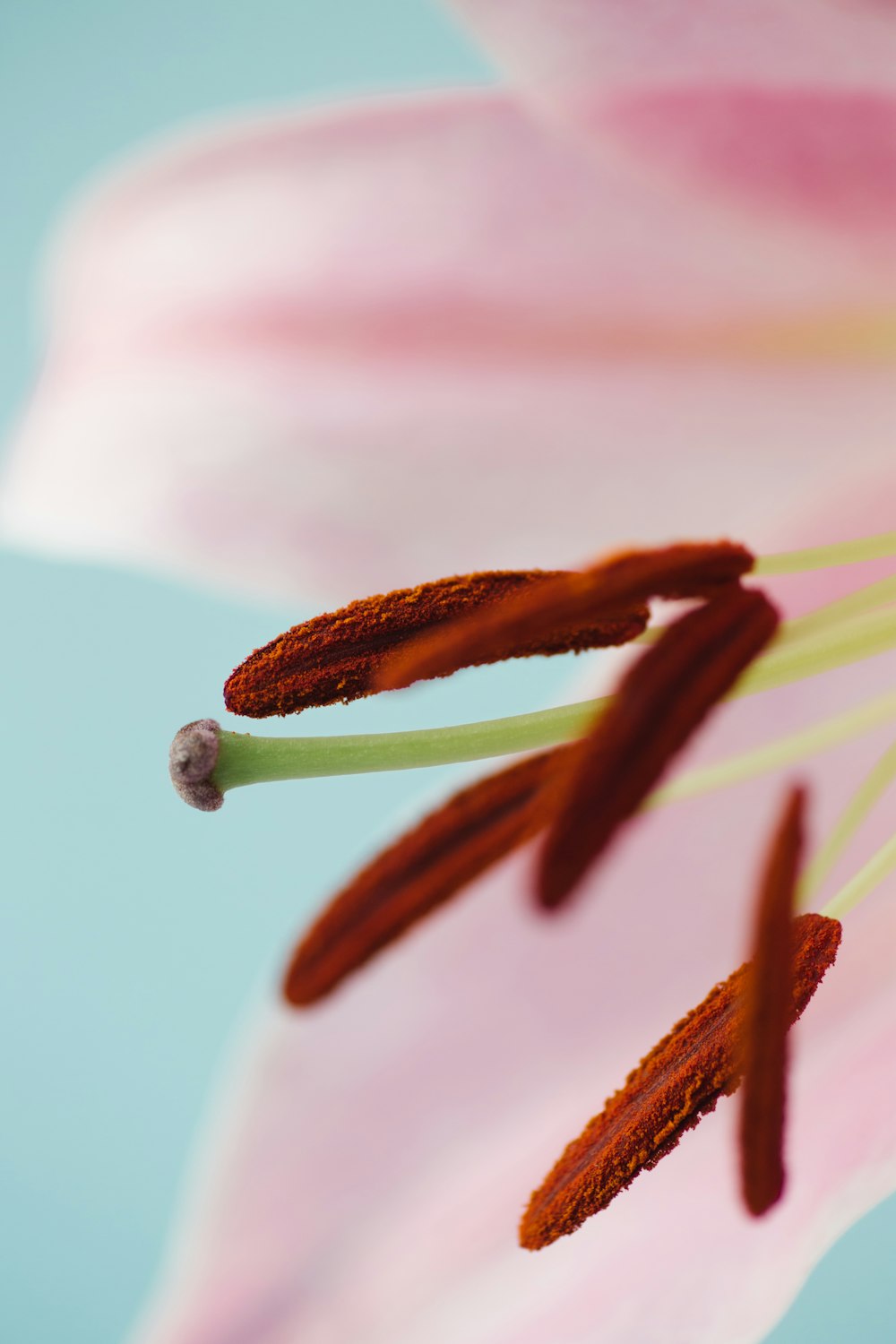 a close up of a pink flower with a blue background