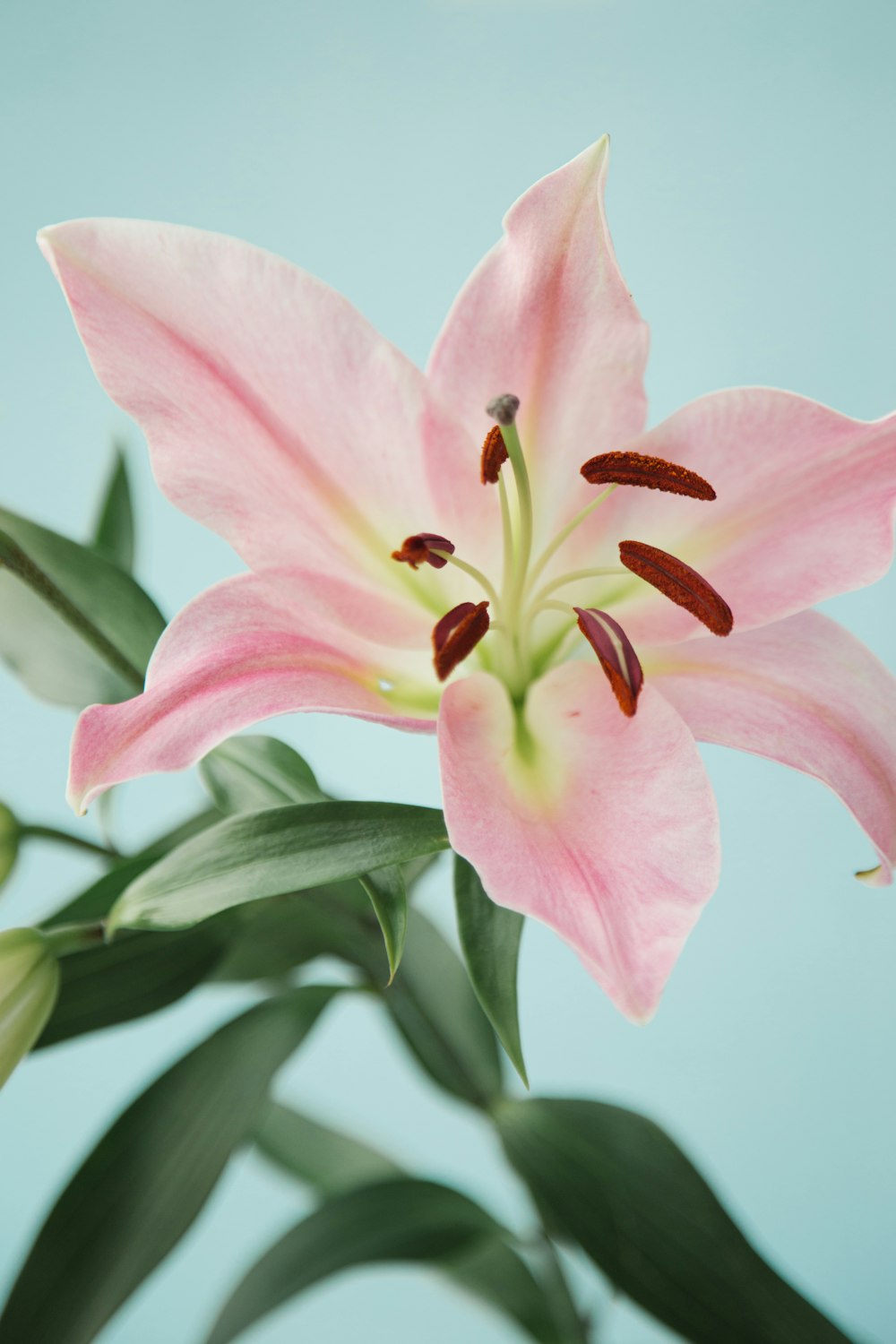 a pink flower with green leaves on a blue background