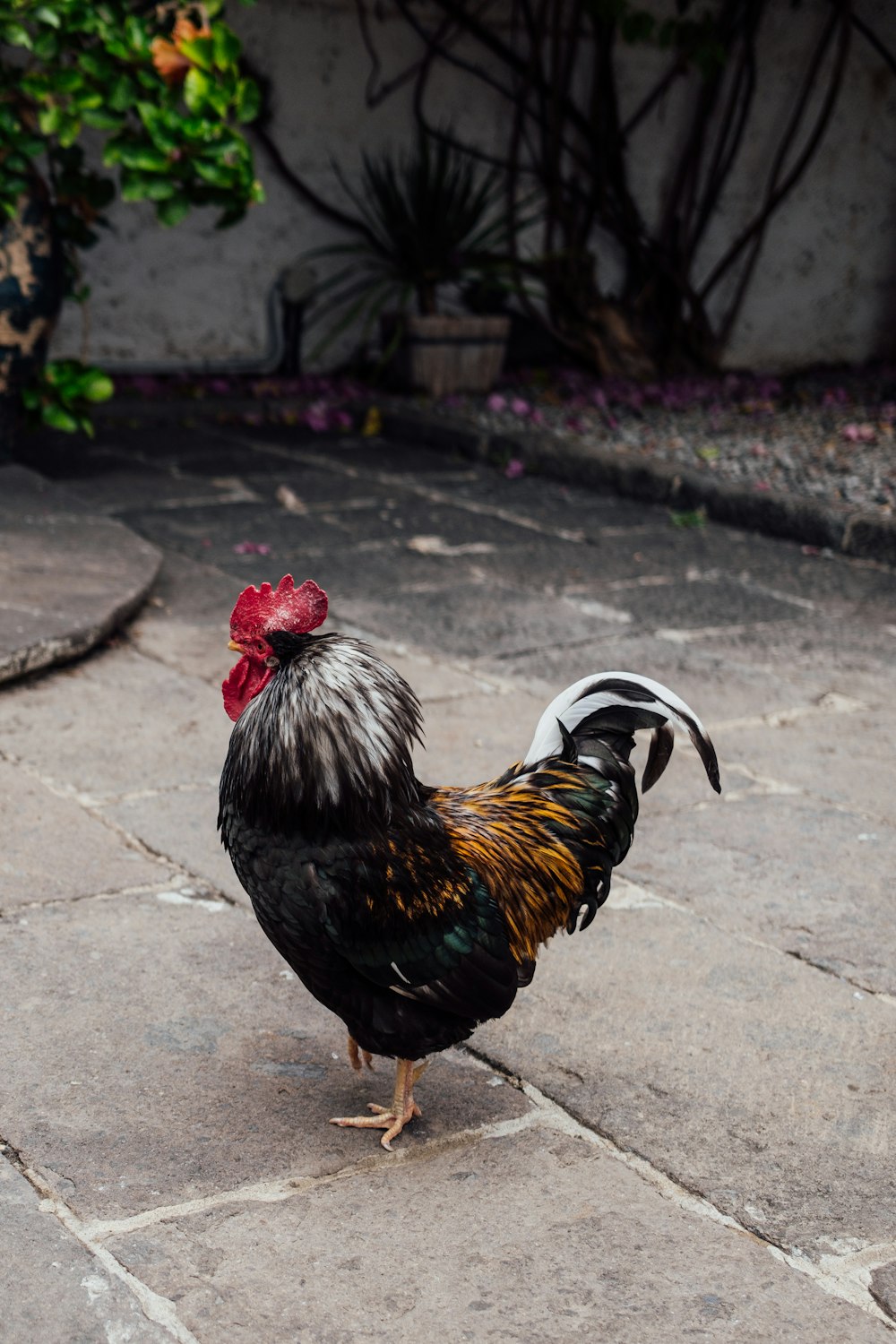 a rooster is standing on a stone walkway
