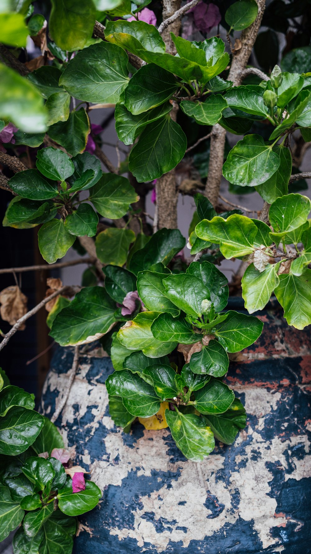 a close up of a potted plant with green leaves