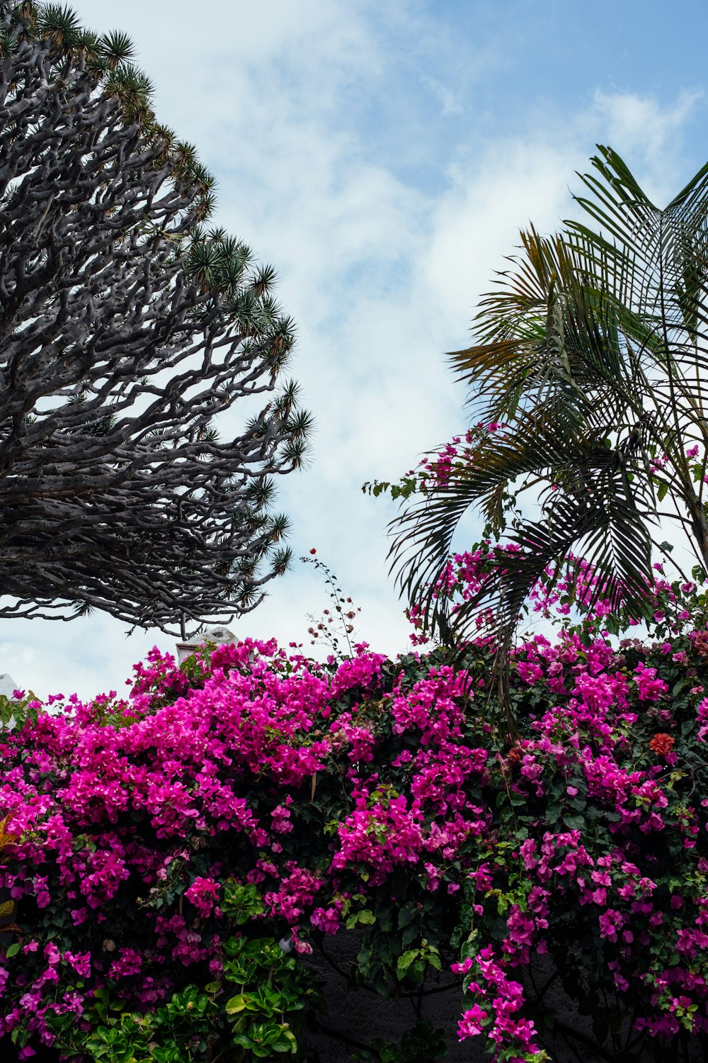 a bunch of flowers that are by some trees