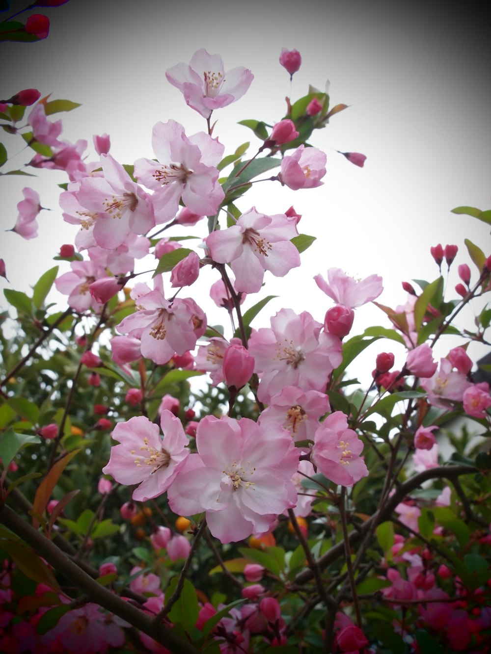 a bunch of pink flowers that are on a tree