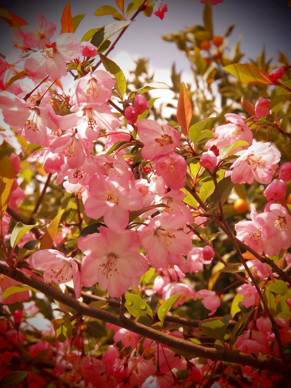 a bunch of pink flowers that are on a tree