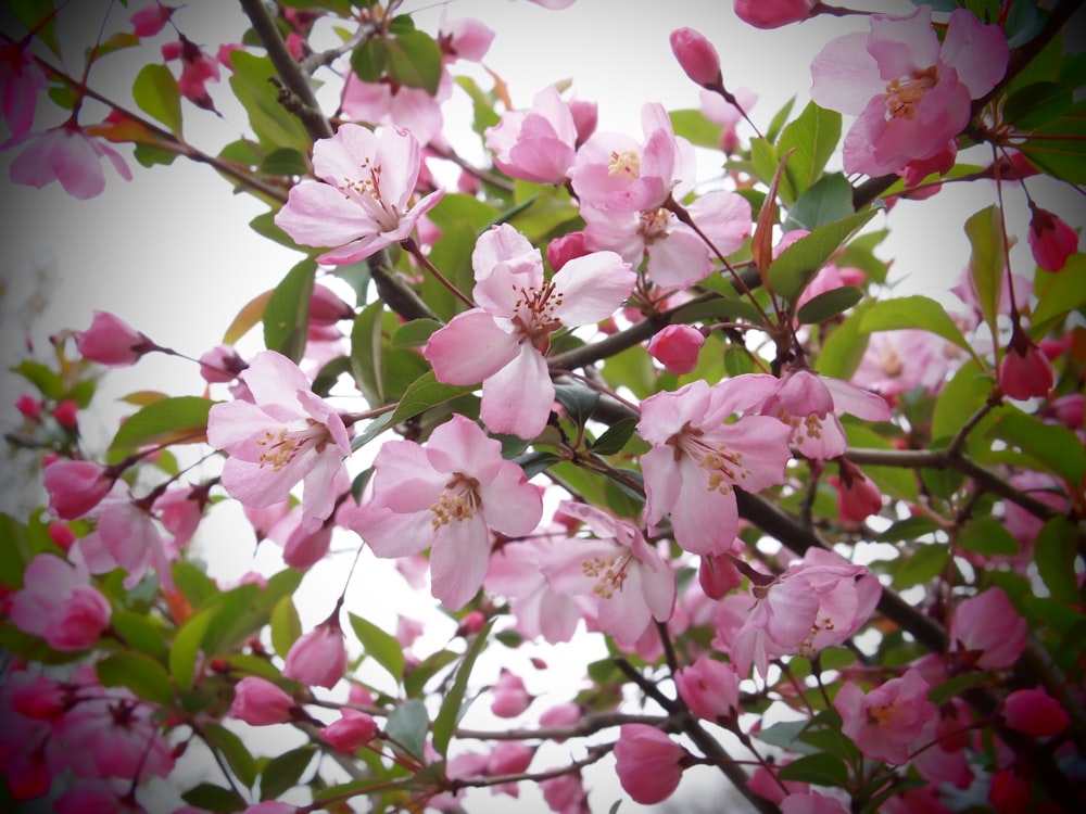 pink flowers are blooming on a tree branch