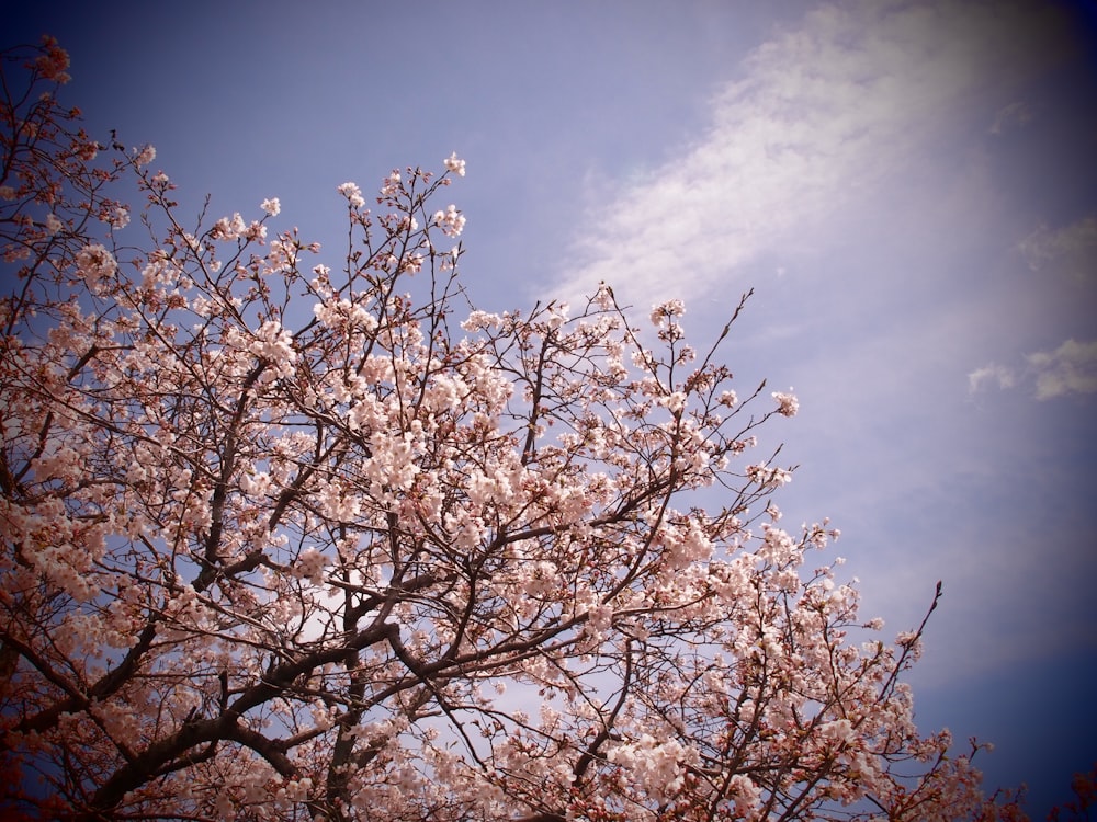 a tree with lots of pink flowers in front of a blue sky