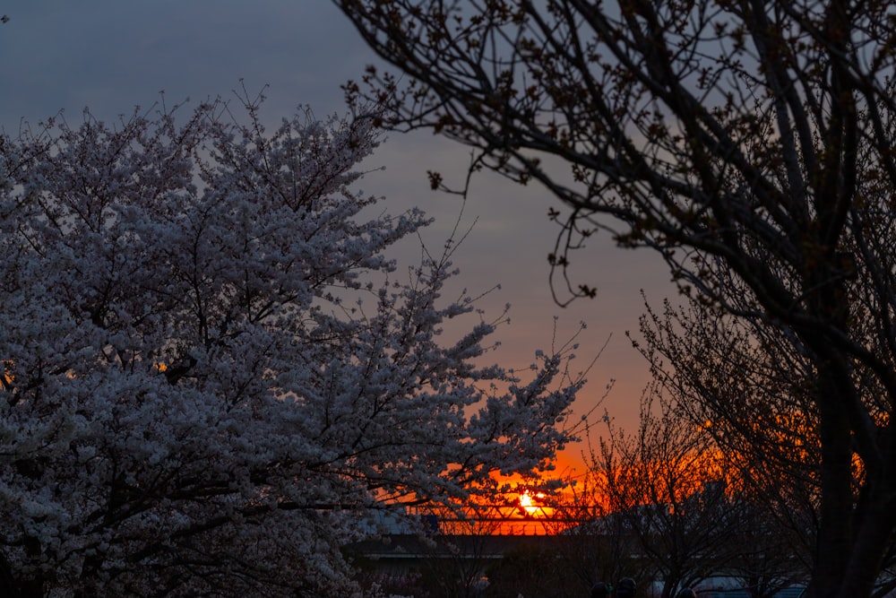 the sun is setting behind some trees