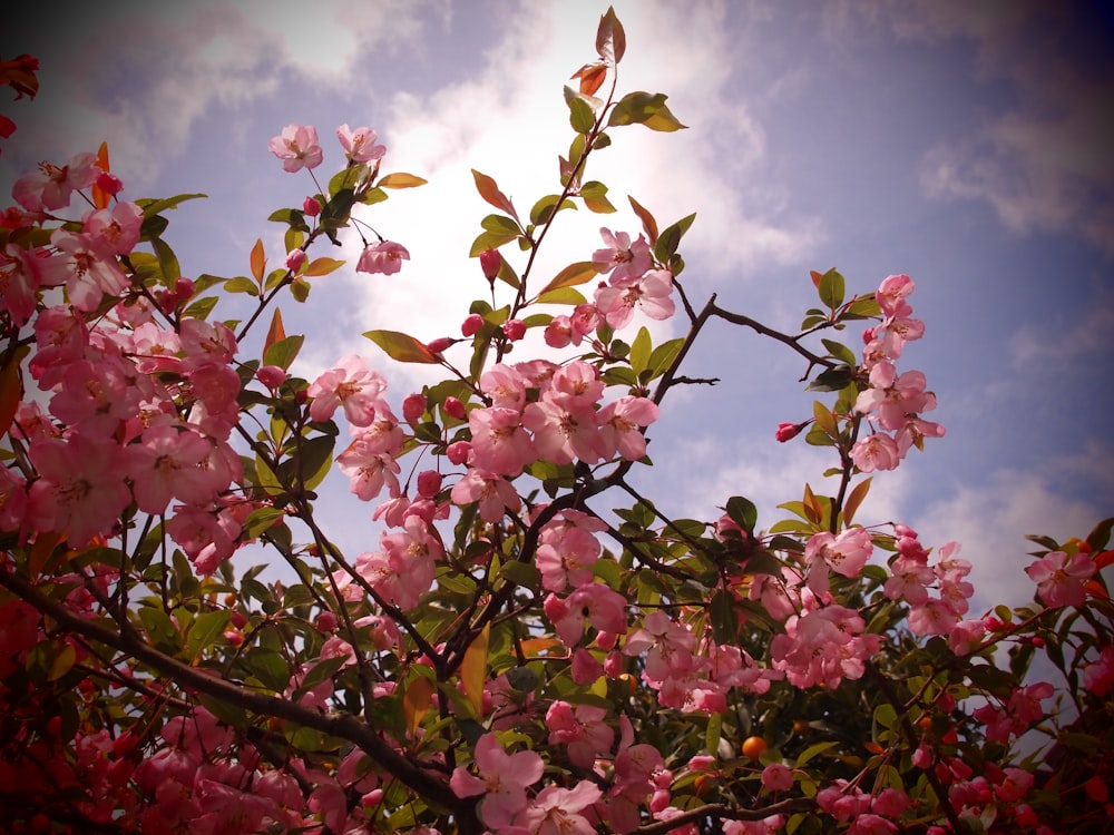 a tree with lots of pink flowers on it