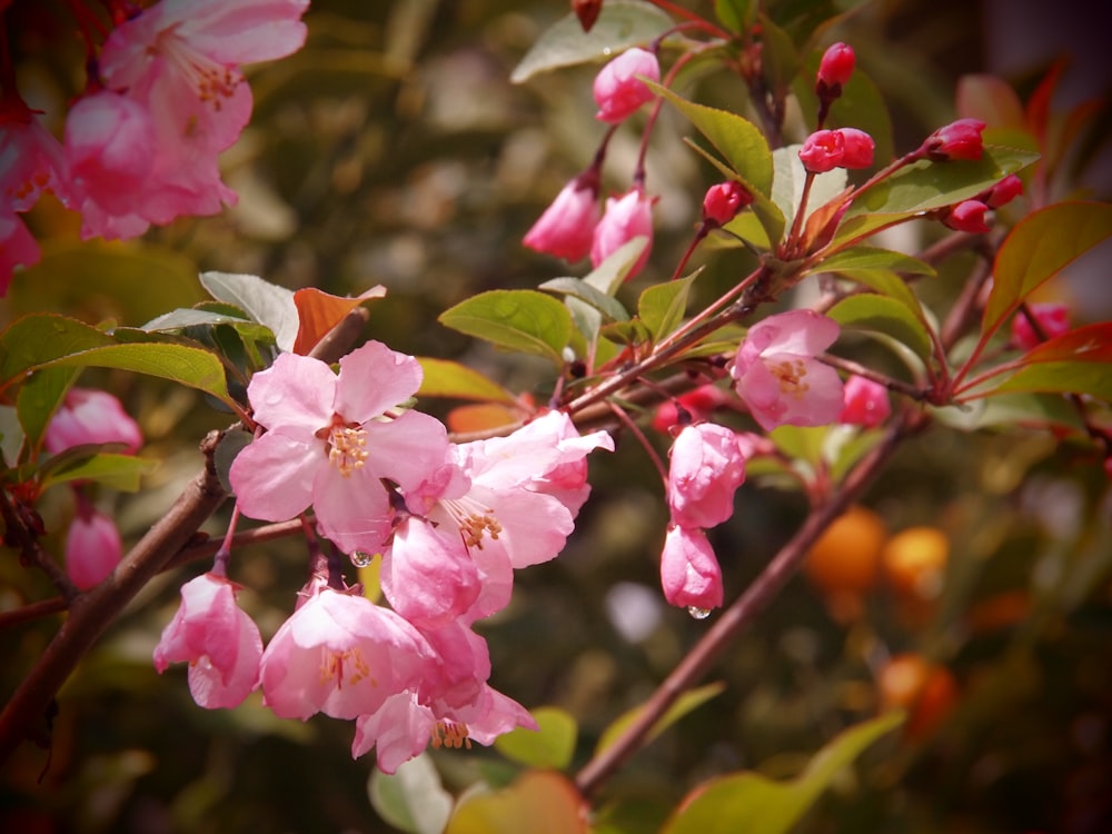 a close up of a tree with pink flowers