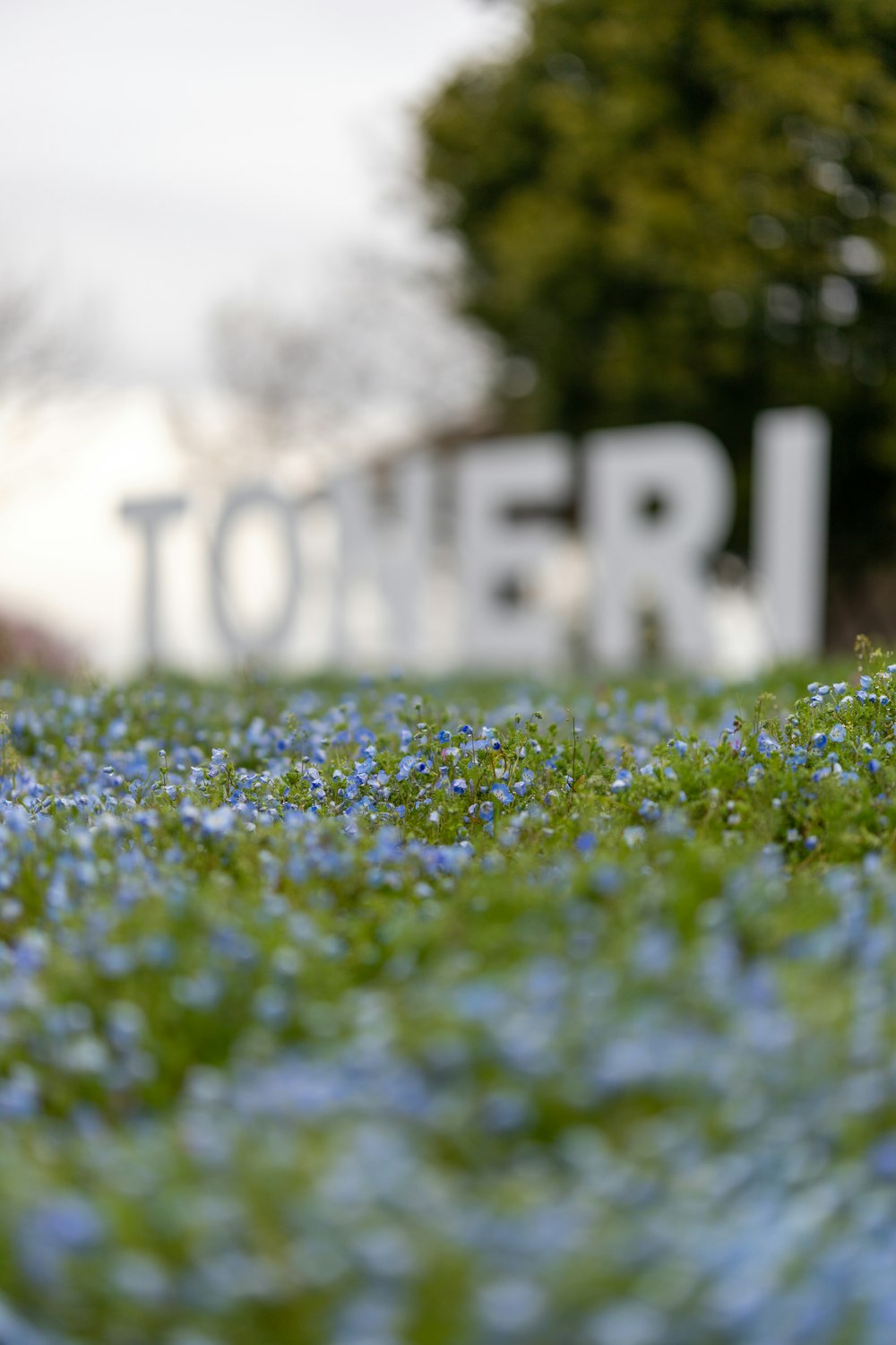 a field of blue flowers with a sign in the background