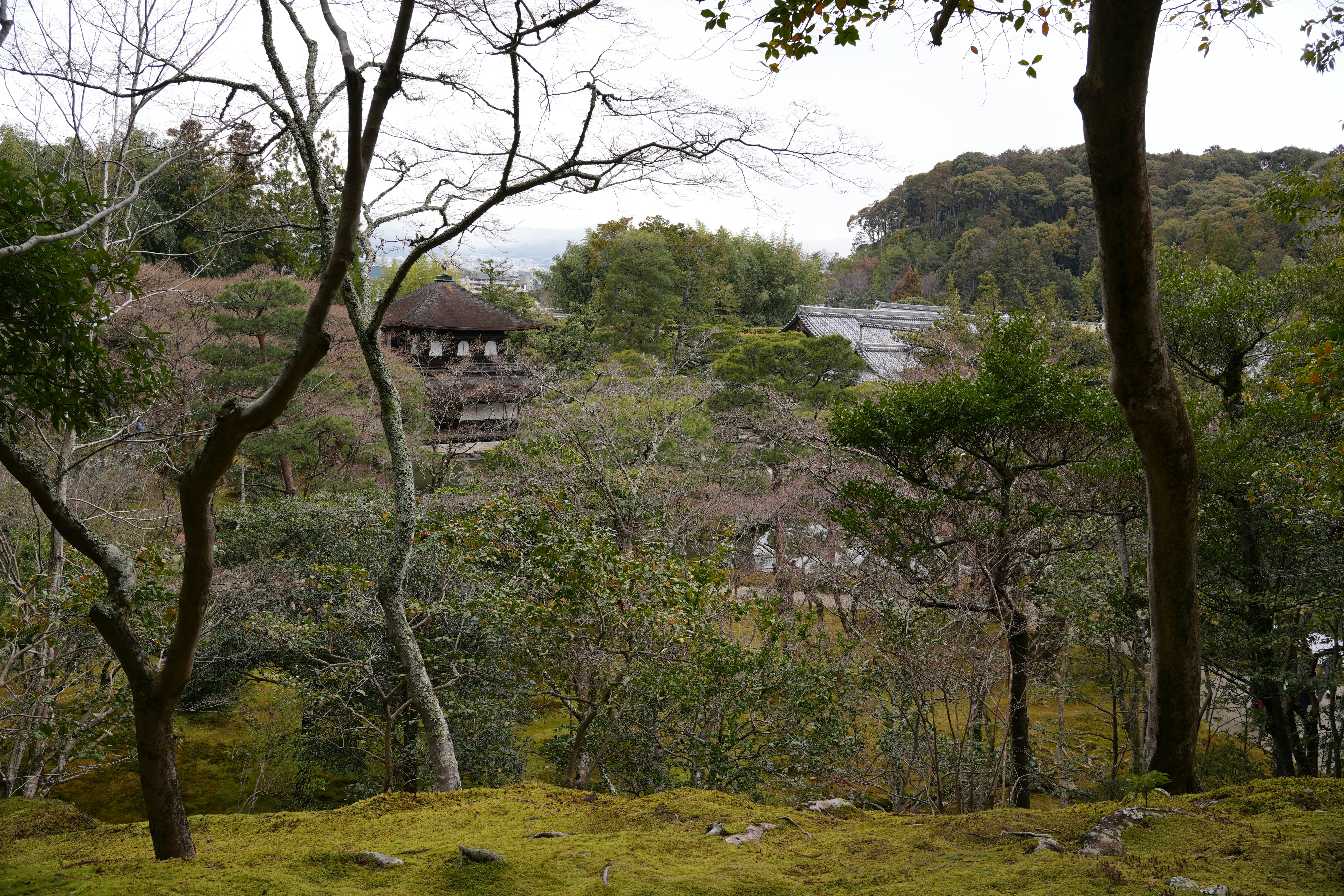 Eco tourism in Japanese forest