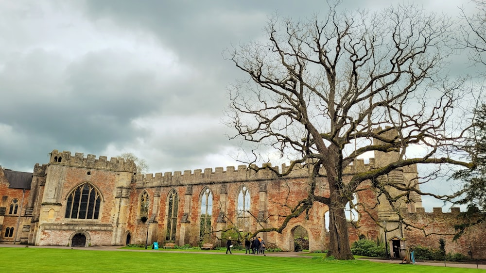 a large tree in front of an old castle